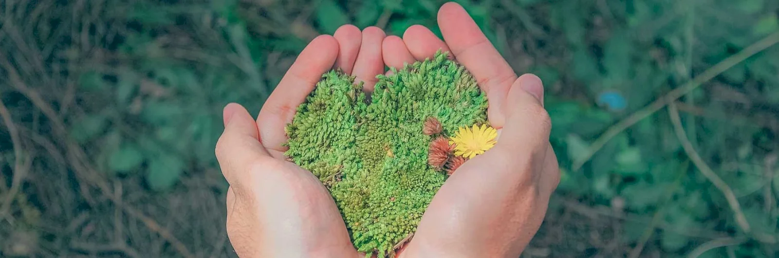 Header afbeelding